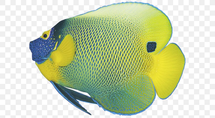 Koi Goldfish Tropical Fish, PNG, 600x450px, Koi, Aquarium, Color, Coral Reef Fish, Fauna Download Free