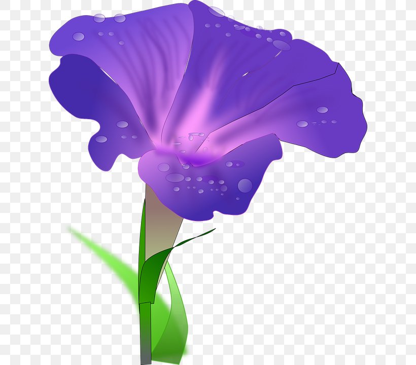 Morning Glory Ipomoea Purpurea Drawing Clip Art, PNG, 628x720px, Morning Glory, Annual Plant, Drawing, Flora, Flower Download Free