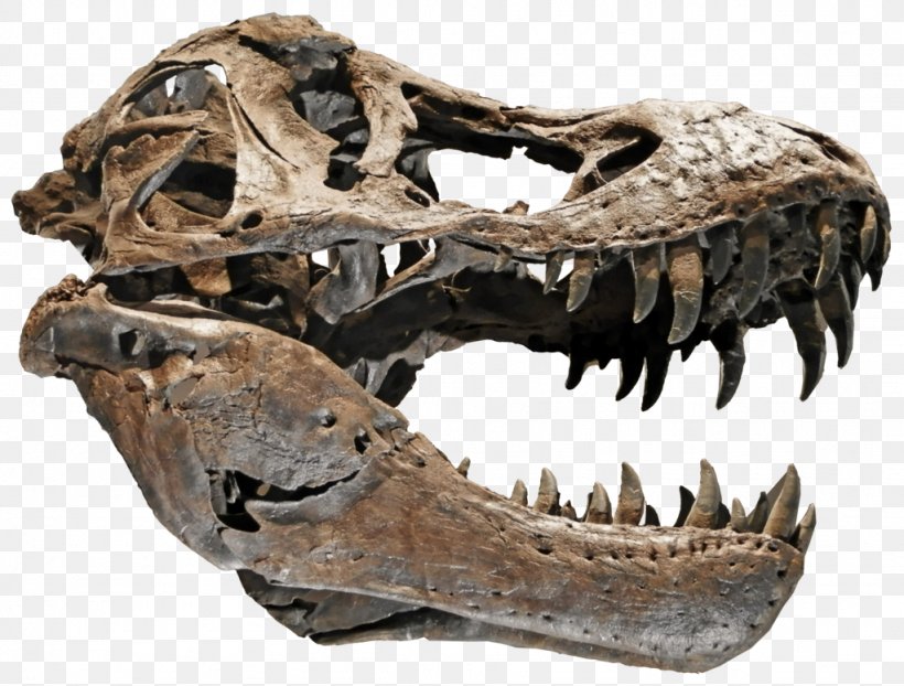 Tyrannosaurus Skull Velociraptor DeviantArt Skeleton, PNG, 1024x777px, Watercolor, Cartoon, Flower, Frame, Heart Download Free