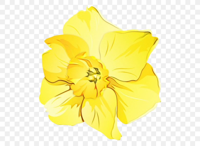 Yellow Hawaiian Hibiscus Flower Petal Plant, PNG, 600x600px, Watercolor, Amaryllis Family, Evening Primrose, Evening Primrose Family, Flower Download Free