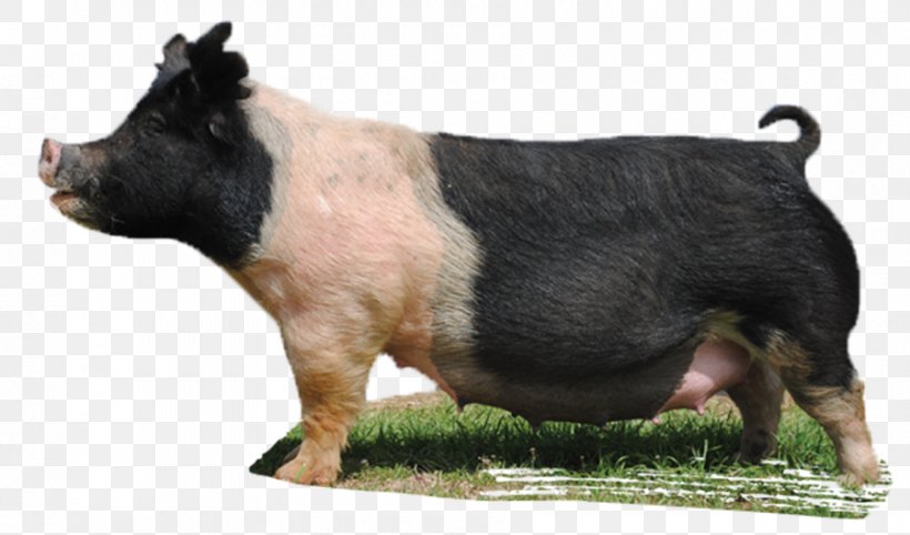 Domestic Pig Mauck Show Hogs Snout Livestock, PNG, 900x530px, Pig, Animal, Breed, Dog, Dog Breed Download Free