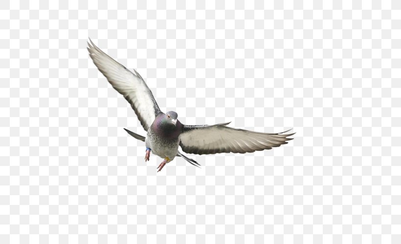 Domestic Pigeon Bird Columbidae Flight Squab, PNG, 500x500px, Domestic Pigeon, Beak, Bird, Bird Flight, Bird Migration Download Free