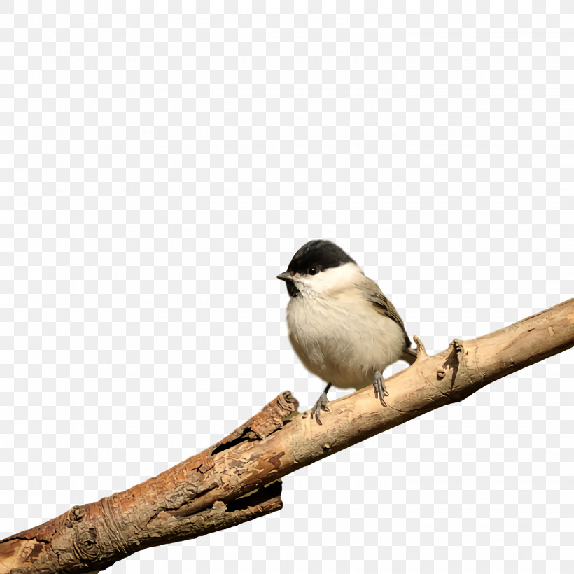 Feather, PNG, 1440x1440px, Bunting, Beak, Chickadee, Feather, Twig Download Free