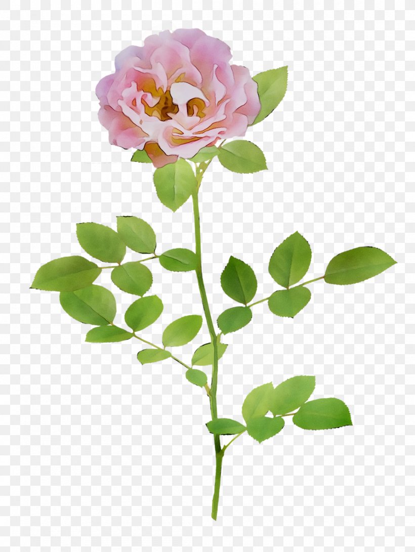 Garden Roses Cabbage Rose Cut Flowers Bud Floral Design, PNG, 1100x1464px, Garden Roses, Botany, Branch, Bud, Cabbage Rose Download Free