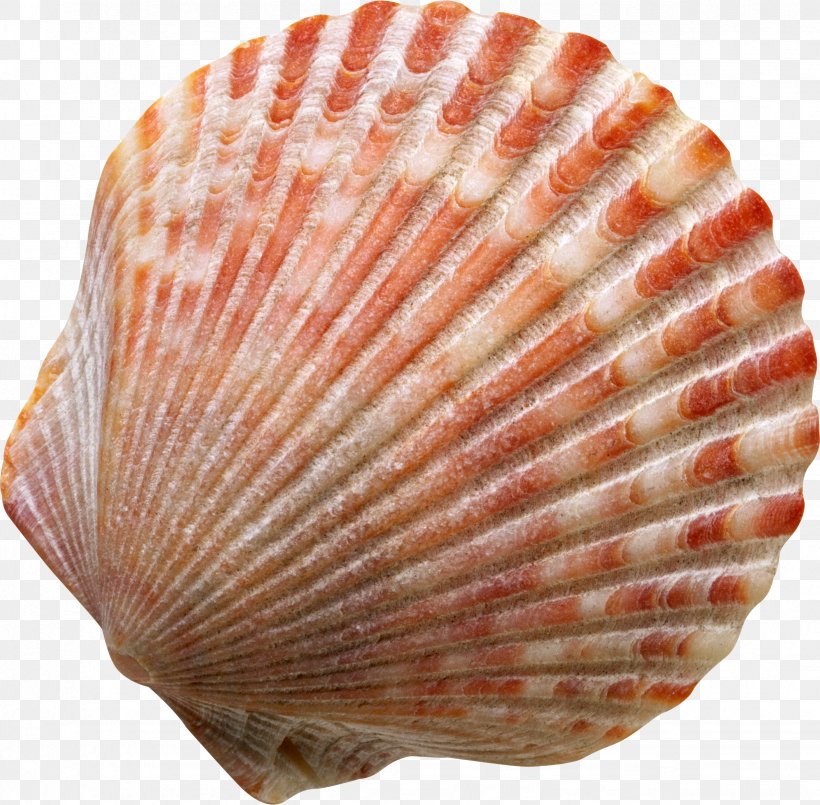 Seashell Symbol Spotify Clip Art, PNG, 2454x2412px, Seashell, Animal Product, Clam, Clams Oysters Mussels And Scallops, Cockle Download Free