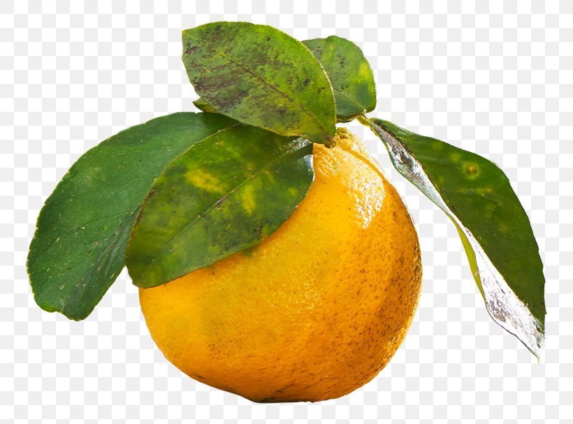 Clementine Mandarin Orange Lemon Rangpur Lime, PNG, 800x607px, Clementine, Bitter Orange, Calamondin, Citric Acid, Citron Download Free