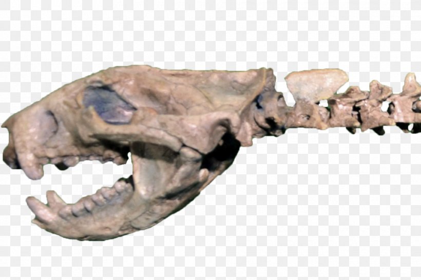 Didelphodon Marsupial Stagodontidae Late Cretaceous Mammal, PNG, 960x640px, Didelphodon, Bite Force Quotient, Bone, Carnivora, Carnivoran Download Free