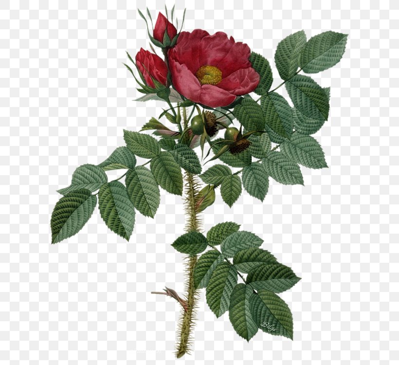 Garden Roses Botanical Illustration Flower, PNG, 629x750px, Garden Roses, Art, Botanical Illustration, Botany, Cut Flowers Download Free