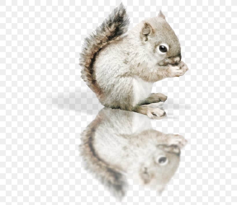 Red Squirrel Tree Squirrel, PNG, 571x710px, Squirrel, Animal, Blog, Cat, Drawing Download Free