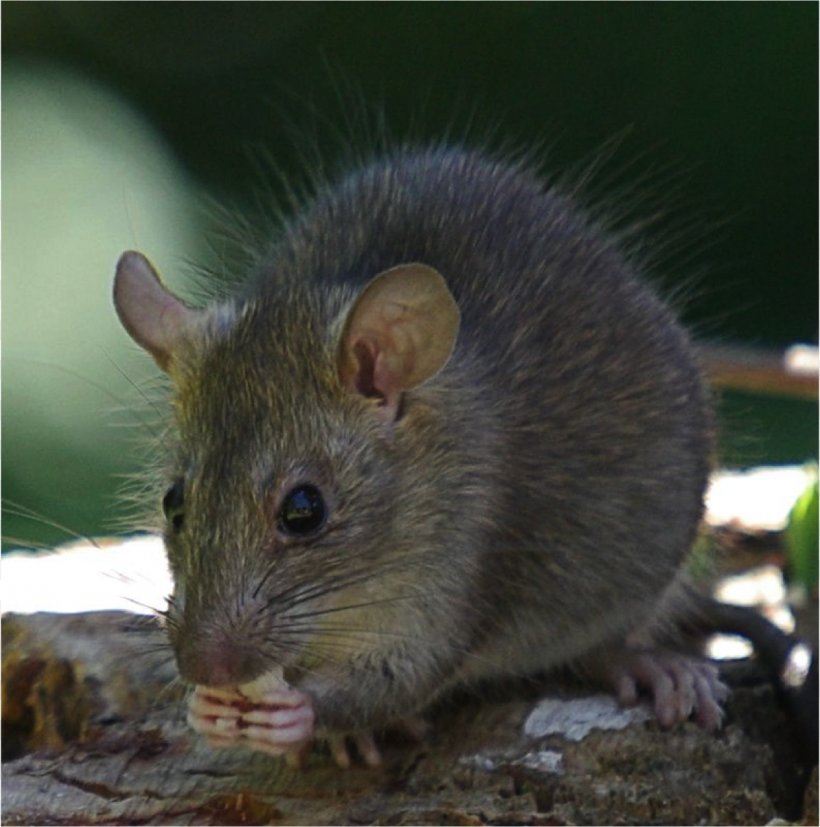 Brown Rat Mouse Black Rat Rodent Introduced Species, PNG, 1240x1251px, Brown Rat, Biodiversity, Black Rat, Blacktailed Tree Rat, Dormouse Download Free