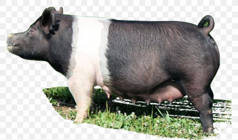 Domestic Pig Livestock Snout Animal, PNG, 900x530px, Pig, Animal, Domestic Pig, Dose, Drinking Class Download Free
