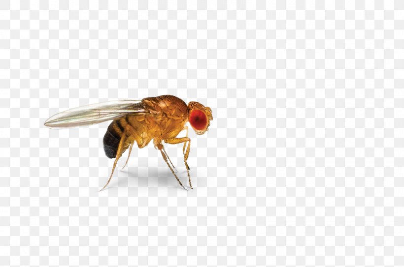 Insect Cockroach Common Fruit Fly Fruit Flies Pest, PNG, 1600x1060px, Insect, Arthropod, Circadian Rhythm, Cockroach, Common Fruit Fly Download Free