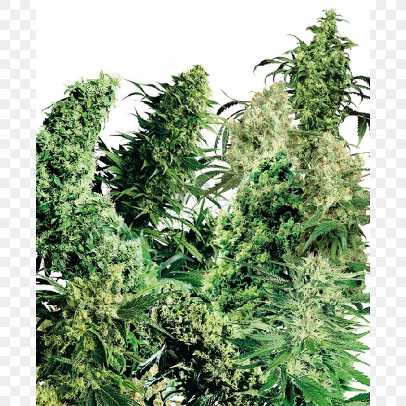 Marijuana Skunk Sensi Seeds Cannabis Sativa Haze, PNG, 1000x1000px, Marijuana, Afghanica, Cannabis, Cannabis Ruderalis, Cannabis Sativa Download Free