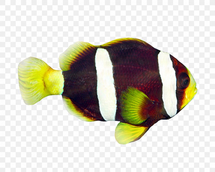 Angelfish Tropical Fish Discus Clownfish, PNG, 1181x945px, Angelfish, Clownfish, Discus, Fish, Organism Download Free