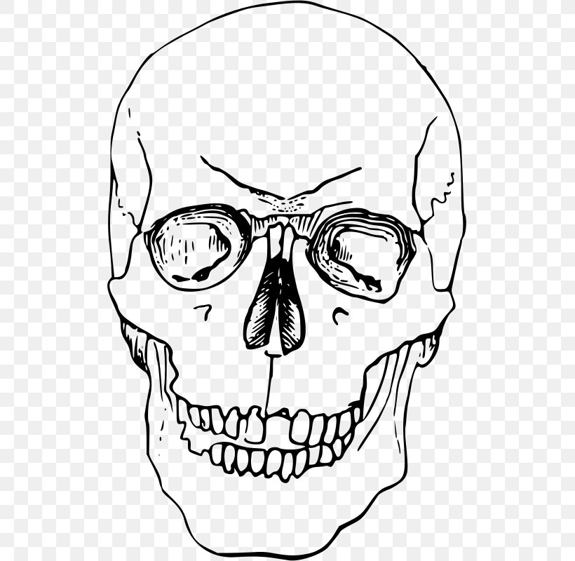Nose Skeleton Bone Head Clip Art, PNG, 513x800px, Nose, Area, Artwork, Black And White, Bone Download Free