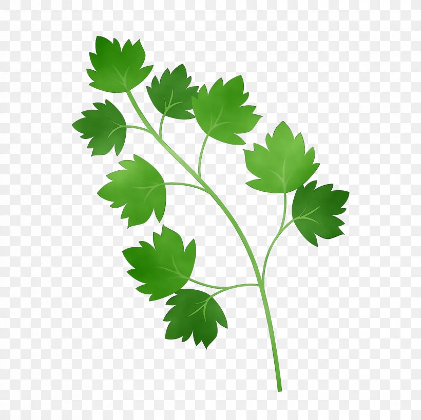 Parsley Coriander M / 0d Common Grape Vine Grape Leaves, PNG, 2433x2433px, Parsley, Branching, Chervil, Chinese Celery, Common Grape Vine Download Free