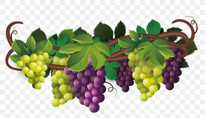 Common Grape Vine Wine Desktop Wallpaper Clip Art, PNG, 1200x694px, Common  Grape Vine, Drawing, Flowering Plant,