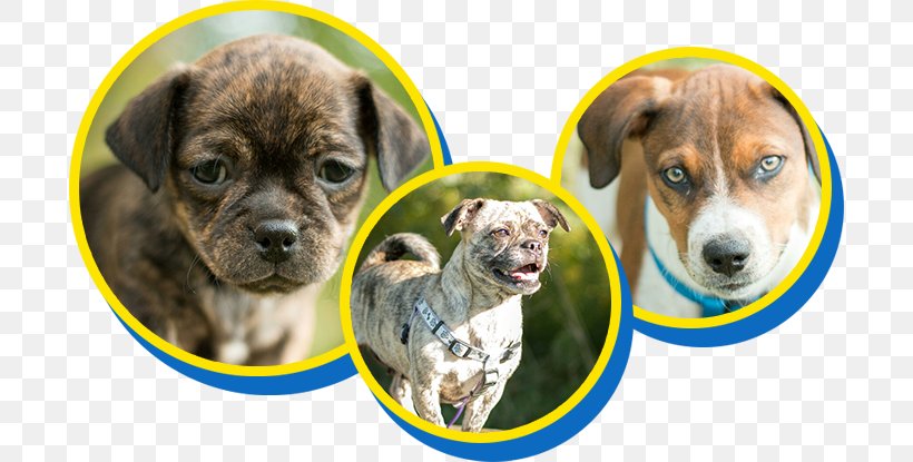 Dog Breed Puppy Cat Animal Shelter, PNG, 696x415px, Dog Breed, Adoption, Animal, Animal Rescue Group, Animal Shelter Download Free