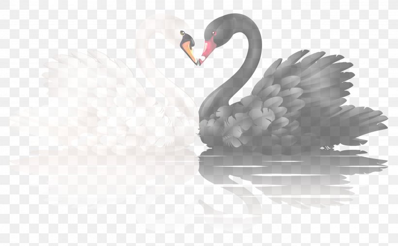 Feather, PNG, 2748x1698px, Swan, Beak, Bird, Black Swan, Ducks Geese And Swans Download Free