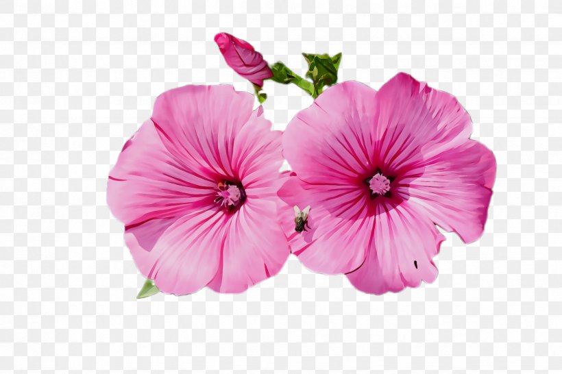Flower Petal Pink Plant Flowering Plant, PNG, 2448x1632px, Watercolor, Flower, Flowering Plant, Geraniaceae, Geraniales Download Free