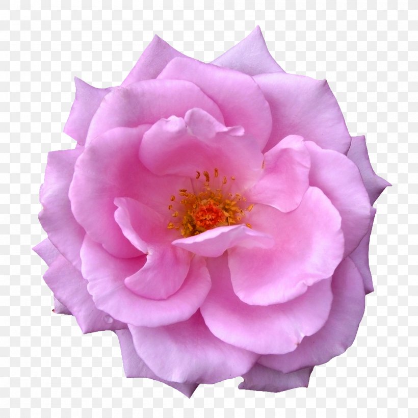 Garden Roses Centifolia Roses Flower Purple, PNG, 2000x2000px, Garden Roses, Centifolia Roses, China Rose, Floribunda, Flower Download Free