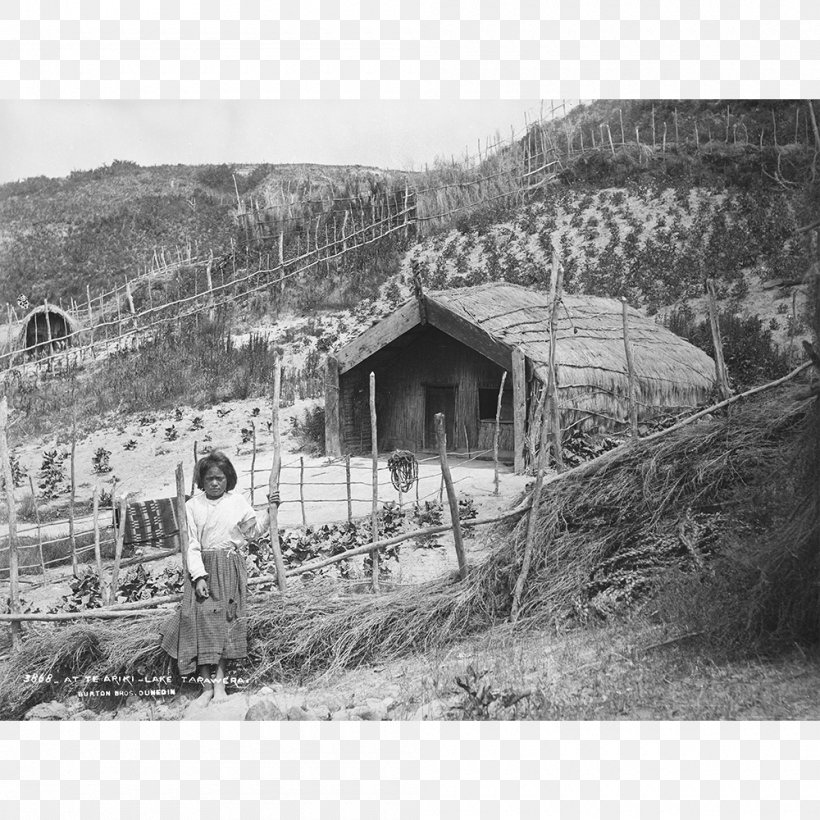 Māori People Museum Of New Zealand Te Papa Tongarewa Lake Tarawera Hunter-gatherer Harvest, PNG, 1000x1000px, Lake Tarawera, Agriculture, Black And White, Culture, Facade Download Free