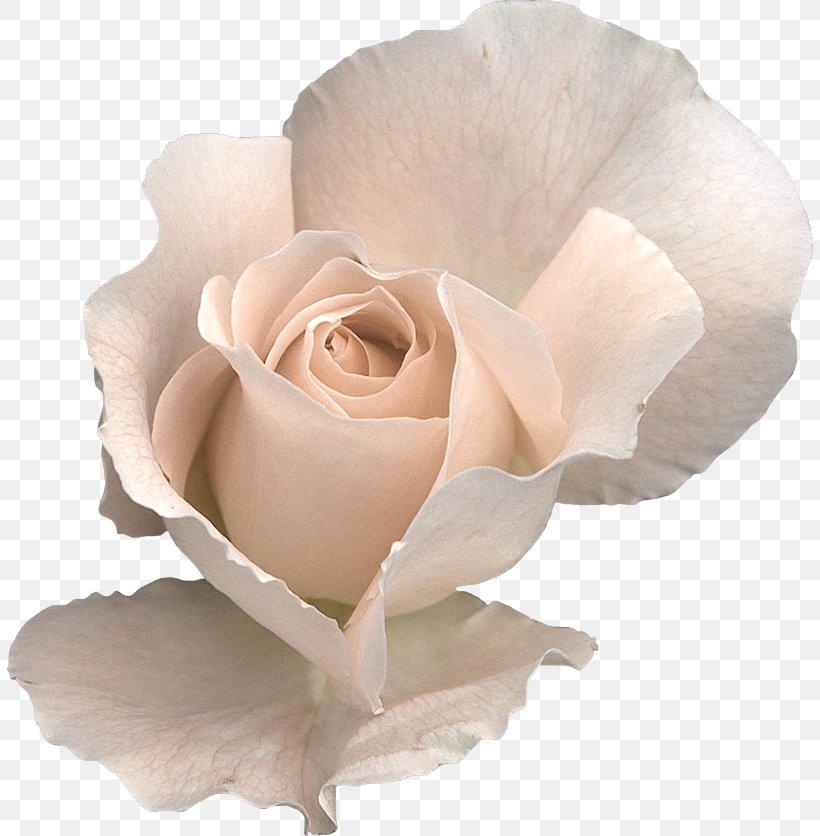 Rose Flower Clip Art, PNG, 806x836px, Rose, Color, Cut Flowers, Floribunda, Flower Download Free