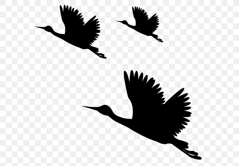 Sticker PicsArt Photo Studio Clip Art, PNG, 600x570px, Sticker, Beak, Bird, Black And White, Branch Download Free