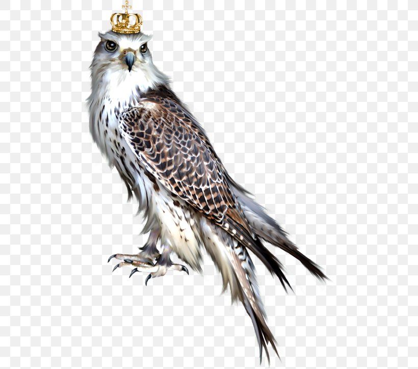 Bird Of Prey Owl Blog Eagle, PNG, 506x724px, Bird, Accipitridae, Accipitriformes, Accipitrinae, Animal Download Free