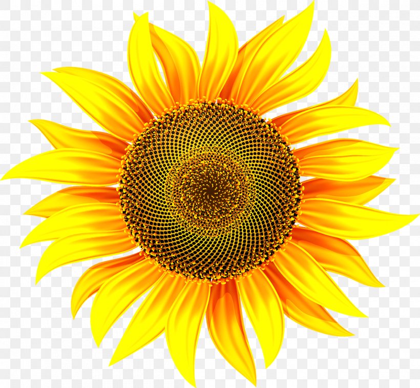 Common Sunflower Stock Illustration Illustration, PNG, 1200x1109px, Common Sunflower, Daisy Family, Flower, Flowering Plant, Petal Download Free