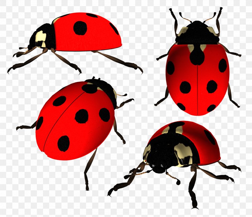 Ladybird Beetle Clip Art, PNG, 3118x2692px, Beetle, Arthropod, Clip Art, Display Resolution, Dots Per Inch Download Free