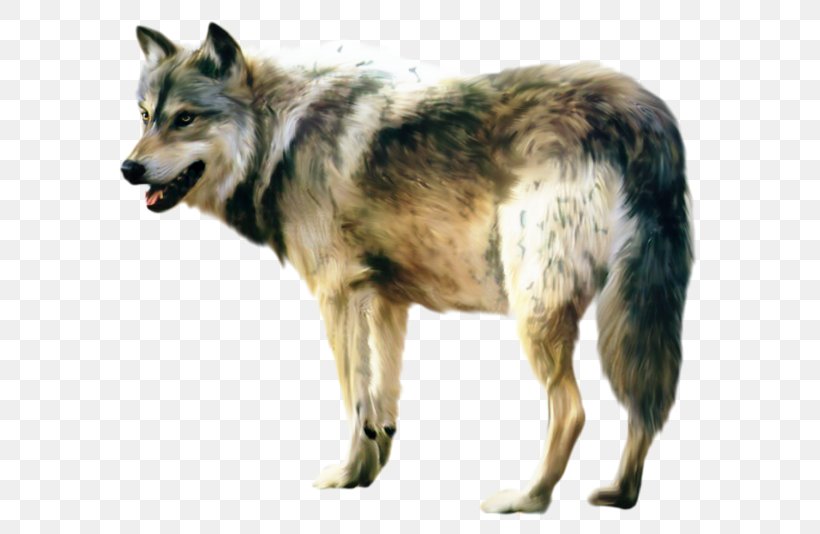 Wolfdog Desktop Wallpaper Image, PNG, 599x534px, Wolf, African Wild Dog, Ancient Dog Breeds, Canidae, Canis Download Free