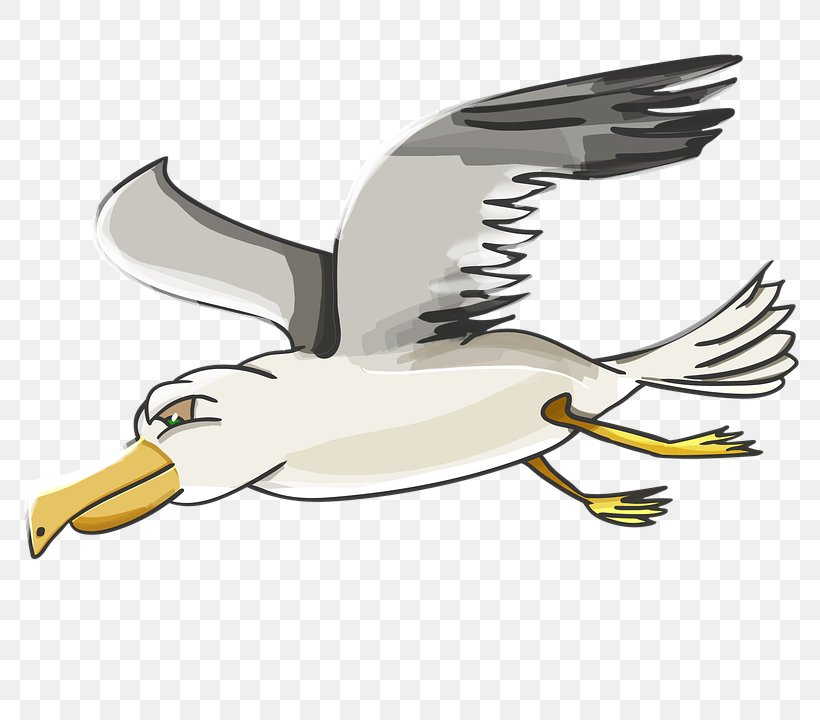 Gulls T-shirt Clip Art, PNG, 800x720px, Gulls, Albatross, Beak, Bird, Cartoon Download Free