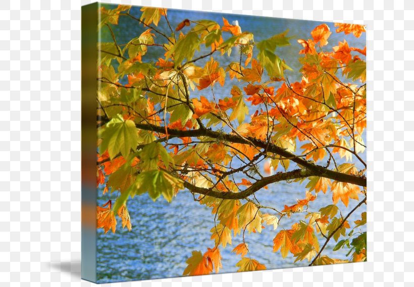 Maple Autumn Painting Gallery Wrap Canvas, PNG, 650x570px, Maple, Art, Autumn, Branch, Canvas Download Free