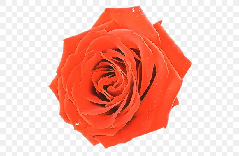 Garden Roses, PNG, 500x535px, Cartoon, Flower, Garden Roses, Hybrid Tea Rose, Orange Download Free