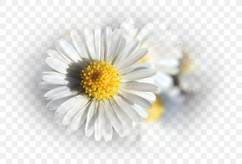 German Chamomile Flower Oxeye Daisy Roman Chamomile Petal, PNG, 800x558px, German Chamomile, Aster, Chamaemelum, Chamaemelum Nobile, Chrysanthemum Download Free