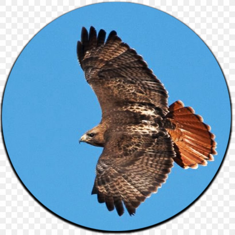 Hawk Bird Yellowstone National Park Bald Eagle, PNG, 864x864px, Hawk, Accipitridae, Accipitriformes, Accipitrinae, Bald Eagle Download Free