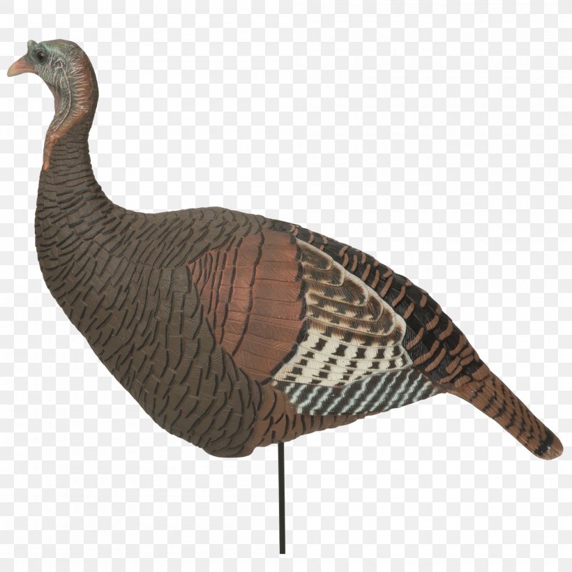 Decoy Duck Domesticated Turkey Turkey Hunting Chicken, PNG, 2000x2000px, Decoy, Beak, Bird, Bird Ringing, Bluewinged Teal Download Free