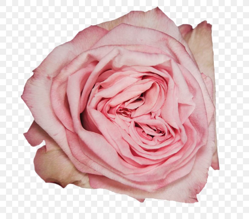 Garden Roses Cabbage Rose Floribunda Petal, PNG, 720x720px, Garden Roses, Amarillo, Cabbage Rose, Carpe Diem, Close Up Download Free