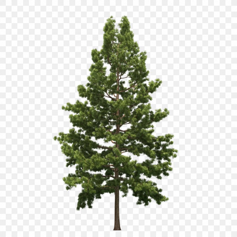Spruce Christmas Tree Pine, PNG, 1024x1024px, Spruce, Biome, Branch, Christmas, Christmas Decoration Download Free