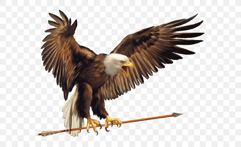 Bald Eagle Symbol Meaning True Eagles, PNG, 586x500px, Bald Eagle, Accipitriformes, Animal, Beak, Bird Download Free