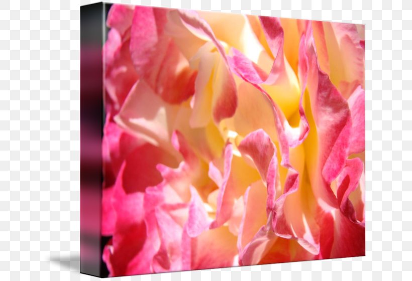 Peony Modern Art Flower Floral Design Garden Roses, PNG, 650x560px, Peony, Art, Cut Flowers, Floral Design, Flower Download Free