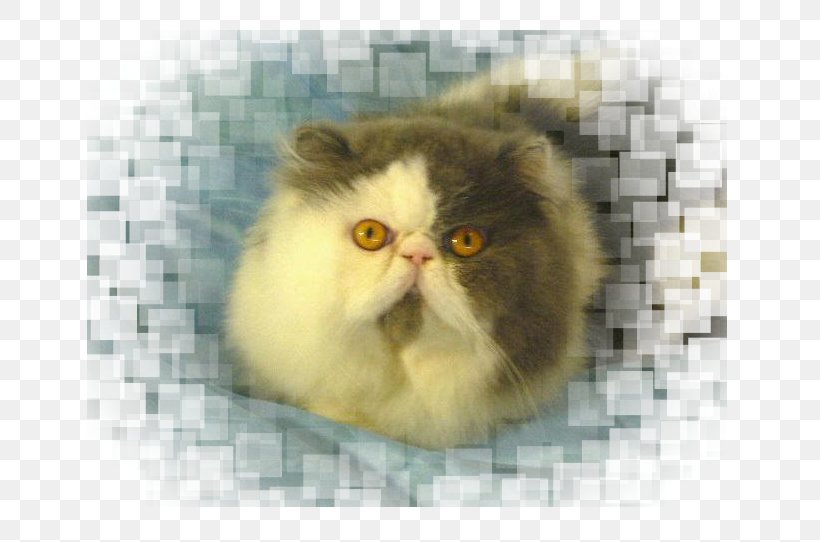 Persian Cat Whiskers Exotic Shorthair Kitten Siberian Cat, PNG, 764x542px, Persian Cat, Animal Husbandry, Carnivoran, Cat, Cat Like Mammal Download Free