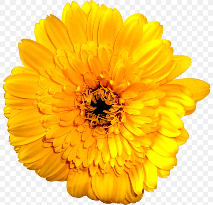 Stock Photography Royalty-free Common Sunflower Stock Illustration, PNG, 800x791px, Stock Photography, Black And White, Calendula, Chrysanths, Common Daisy Download Free