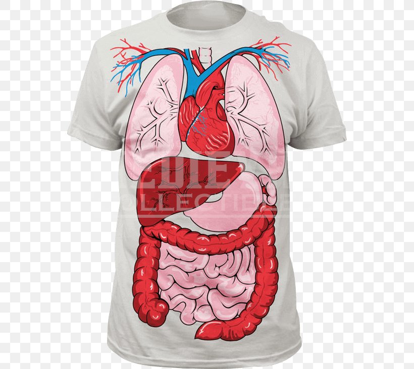T-shirt Human Anatomy Human Body, PNG, 732x732px, Watercolor, Cartoon, Flower, Frame, Heart Download Free