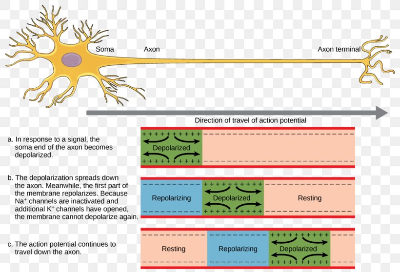 Action Potential Nervous System Neuron Nerve Axon, PNG, 800x558px, Watercolor, Cartoon, Flower, Frame, Heart Download Free