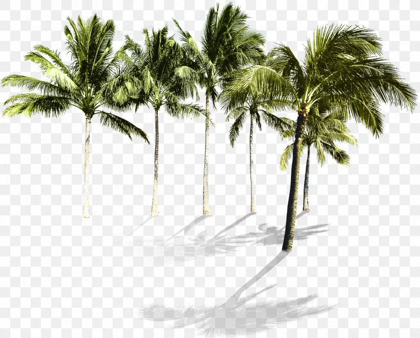 Arecaceae Beach Tree Wallpaper, PNG, 2429x1955px, Arecaceae, Arecales, Beach, Coconut, Flowerpot Download Free