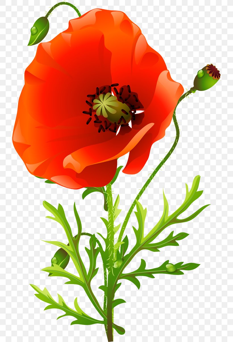 Common Poppy Flower Floral Design Poppies, PNG, 734x1200px, Poppy, Annual Plant, Common Poppy, Coquelicot, Cut Flowers Download Free