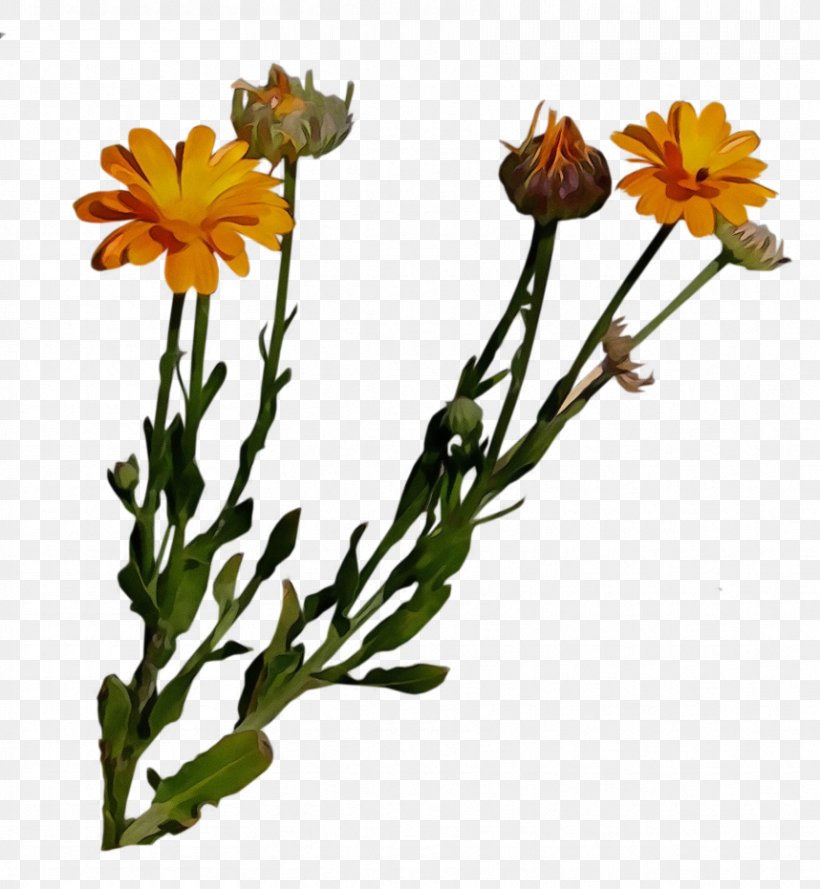 Flower Flowering Plant Plant English Marigold Yellow, PNG, 858x931px, Watercolor, Calendula, English Marigold, Flower, Flowering Plant Download Free