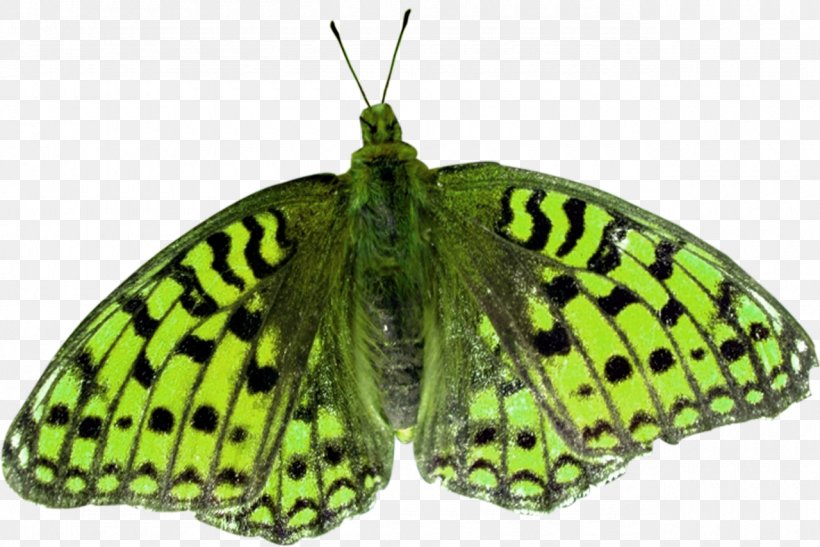 Nymphalidae Pieridae Butterflies And Moths Clip Art, PNG, 1280x854px, Nymphalidae, Arthropod, Brush Footed Butterfly, Butterflies And Moths, Butterfly Download Free